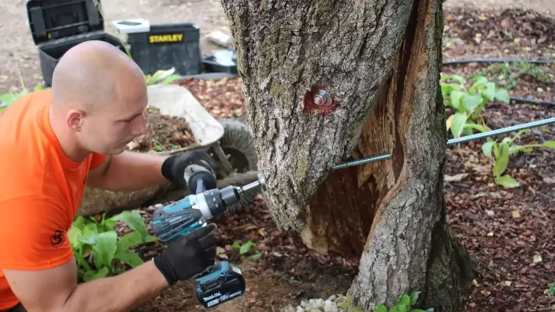 Mi a faápolás, ki a faápoló?